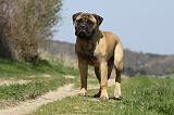 BULLMASTIFF 440